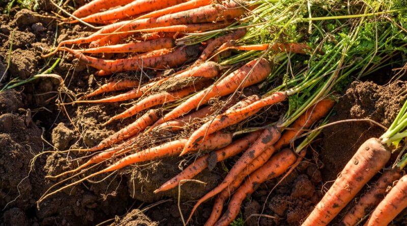 carrots freshly harvested from the vegetable garden