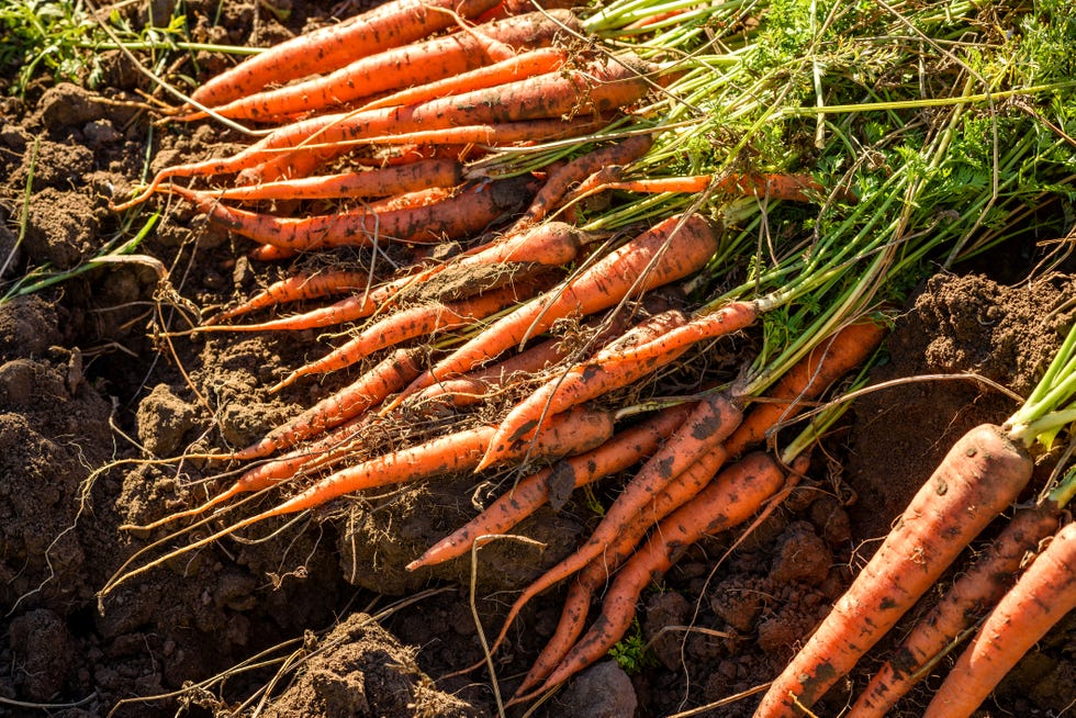 carrots freshly harvested from the vegetable garden